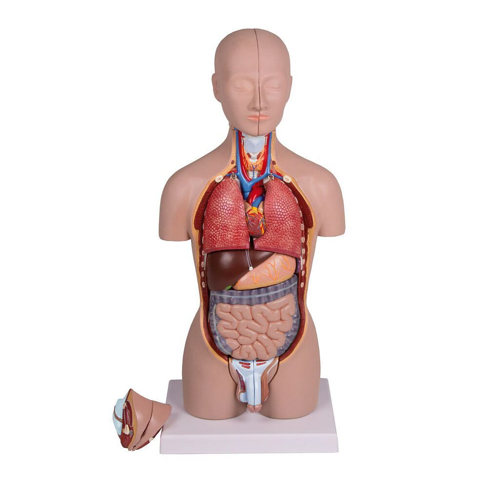 Erler Zimmer Magnettafel Anatomisches Modell Miniatur-Torso, 16-teilig, zweigeschlechtig