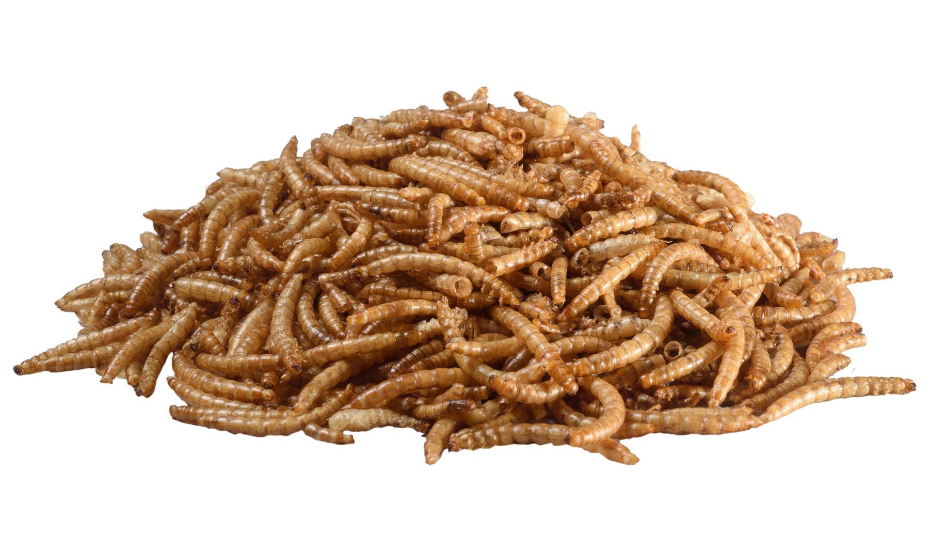 PANTO Mehlwürmer 900g, für: Mehlwürmer