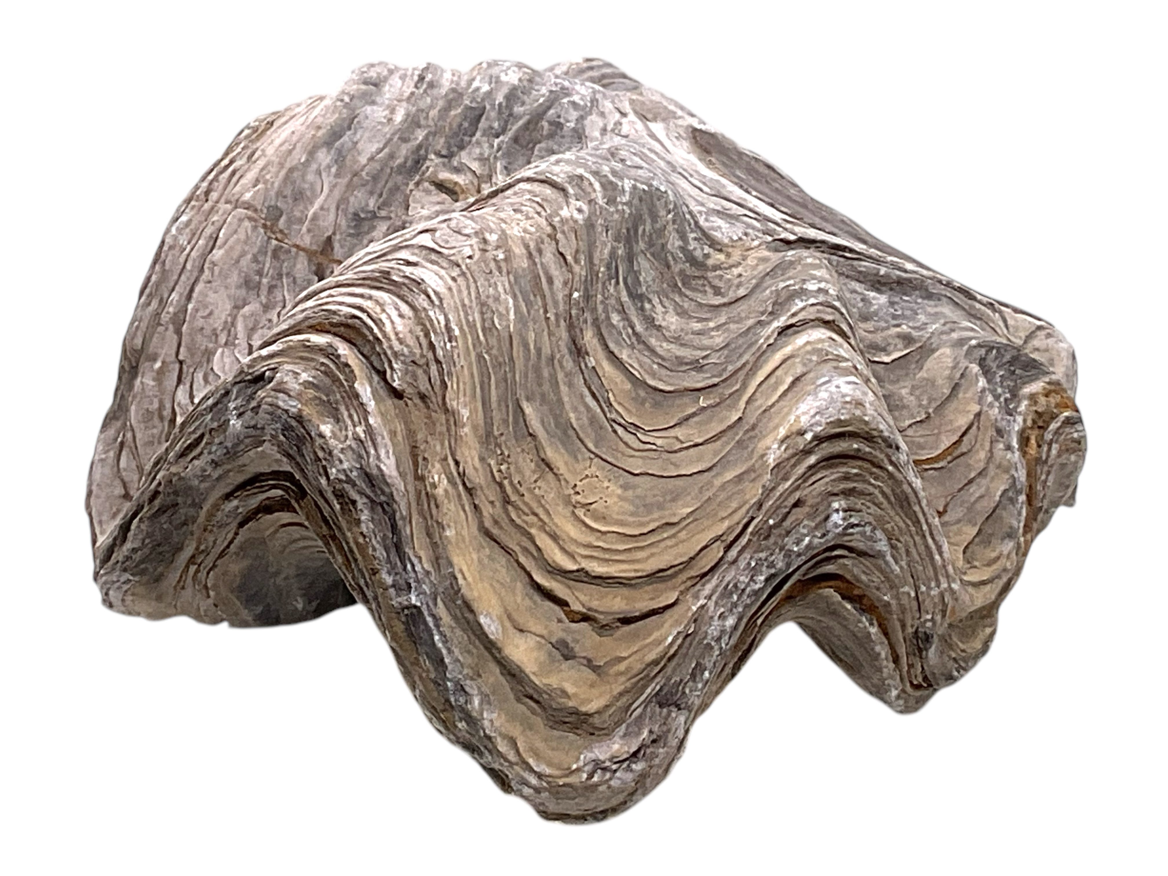 Steinfixx® Edelstein Versteinerte Urzeitauster I Fossil I Peru I 90 Mill. Jahre, (mindestens 220 Gramm, 1-St., sehr selten), ungeöffnete Urzeitauster