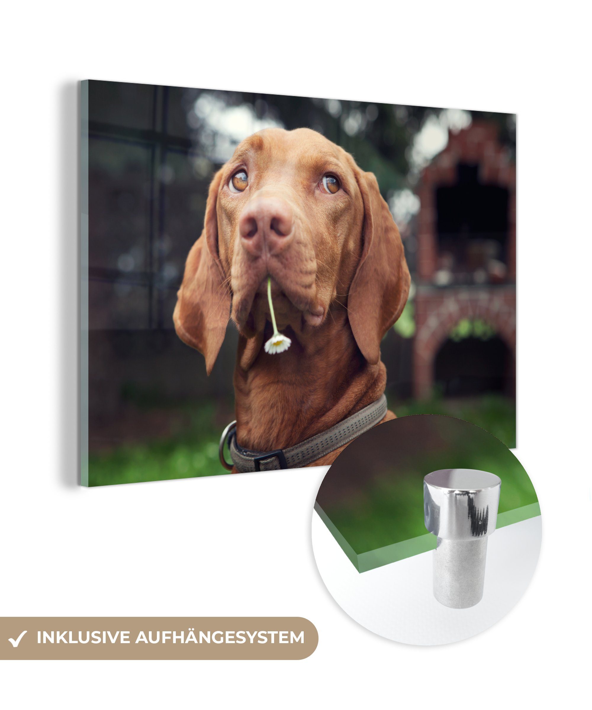 MuchoWow Acrylglasbild Hund Schlafzimmer - - & Blumen (1 Wohnzimmer Gänseblümchen, Acrylglasbilder St)