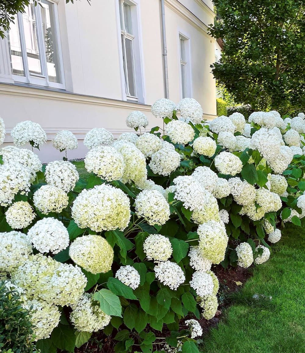 BALDUR Garten Zierstrauch Schneeball-Hortensie 'Annabelle', 1 St., Hydrangea, reichblühend, winterhart, mehrjährig, pflegeleicht
