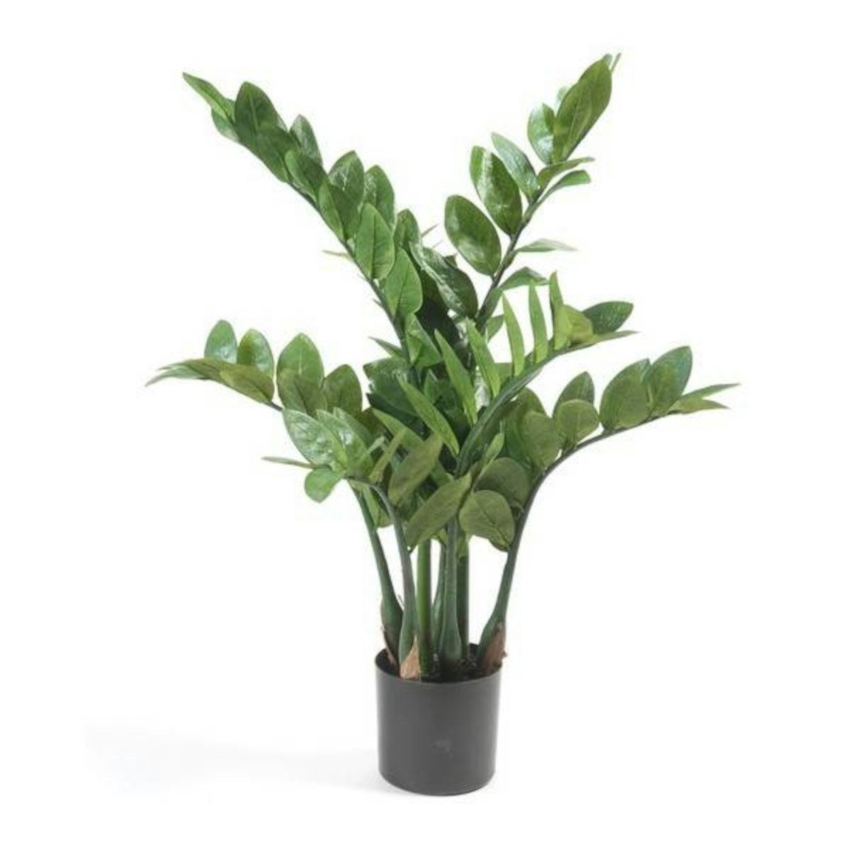 Künstliche Zimmerpflanze Glücksfeder, Emerald, Höhe 70 günstig online kaufen