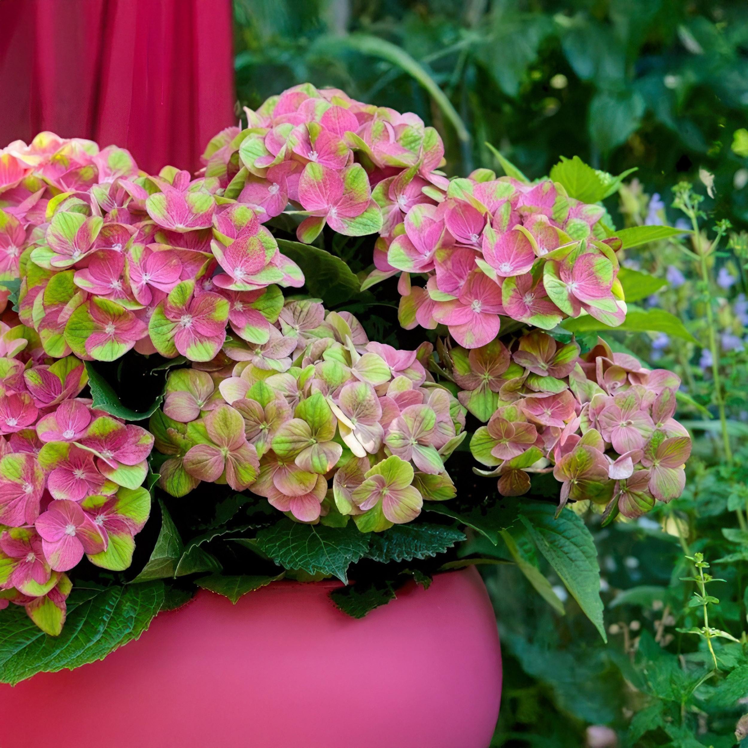 Exotenherz Beetpflanze Exotenherz - Hortensia - Hydrangea Magical Green Fire - 23cm Topf
