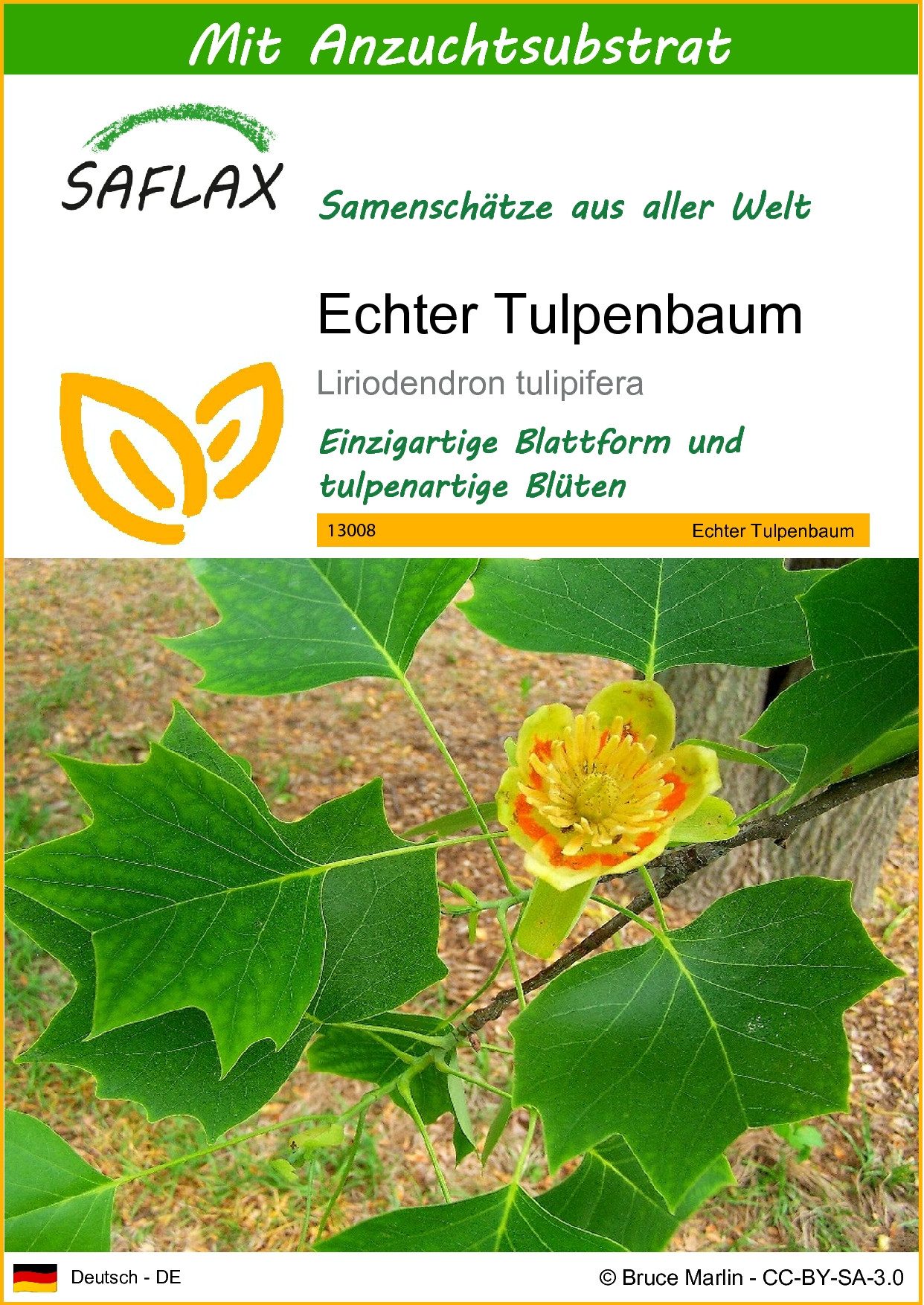 SAFLAX Blumensamen SAFLAX - Samen und Substrat - Echter Tulpenbaum