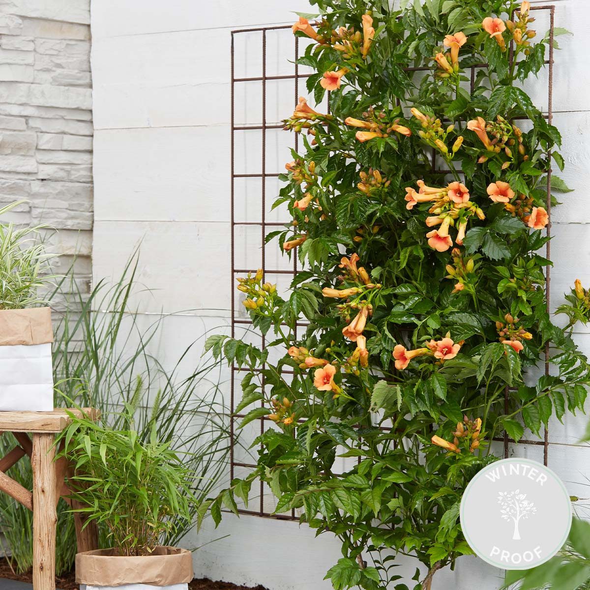 Bloomique Kletterpflanze Campsis Radicans Galen, Trompetenblume, Orange, 50-70 cm, Topf 15 cm, 1 St.