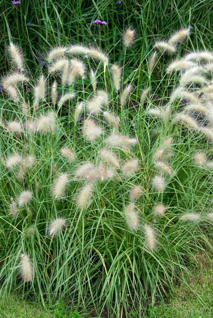 Pflanzen für Dich Травы Pennisetum alopec. Herbstfreude, 1 St., Lampenputzergras, Federborstengras, bronzefarbene Ähren, spätblühend