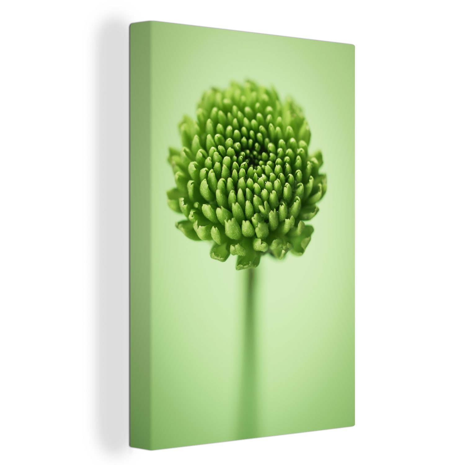 inkl. (1 Chrysanthemenblüte Zackenaufhänger, Leinwandbild OneMillionCanvasses® Gemälde, botanische bespannt unscharfem Leinwandbild St), 20x30 mit Hintergrund, Grüne cm fertig