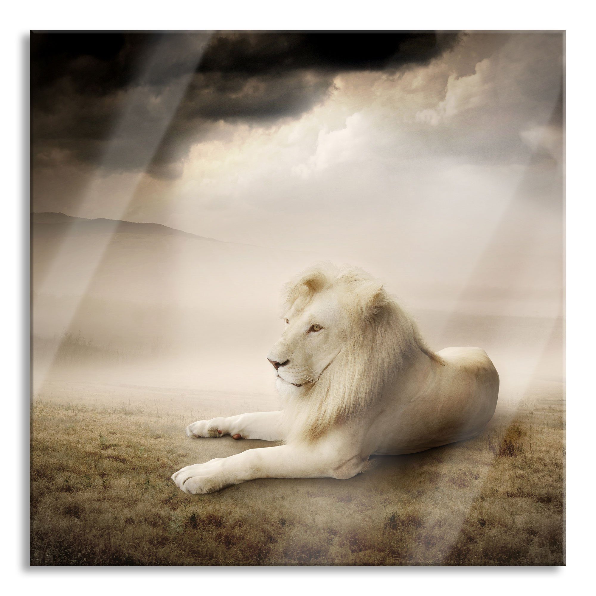 Pixxprint Glasbild Stolzer weißer Löwenkönig, Stolzer weißer Löwenkönig (1 St), Glasbild aus Echtglas, inkl. Aufhängungen und Abstandshalter