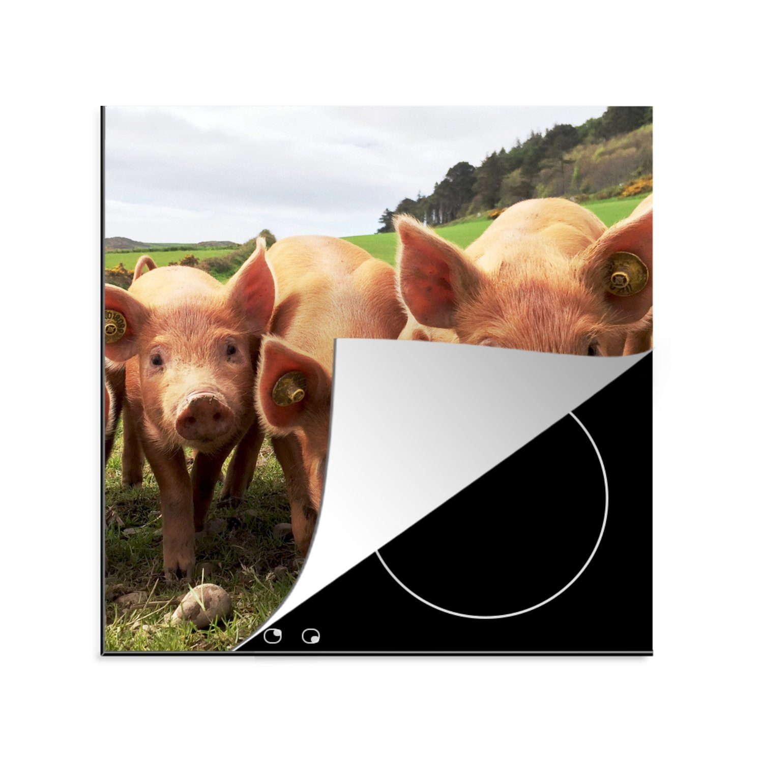 MuchoWow Herdblende-/Abdeckplatte Gras Ceranfeldabdeckung, - küche für Vinyl, (1 - tlg), Ferkel 78x78 Arbeitsplatte cm, Tiere