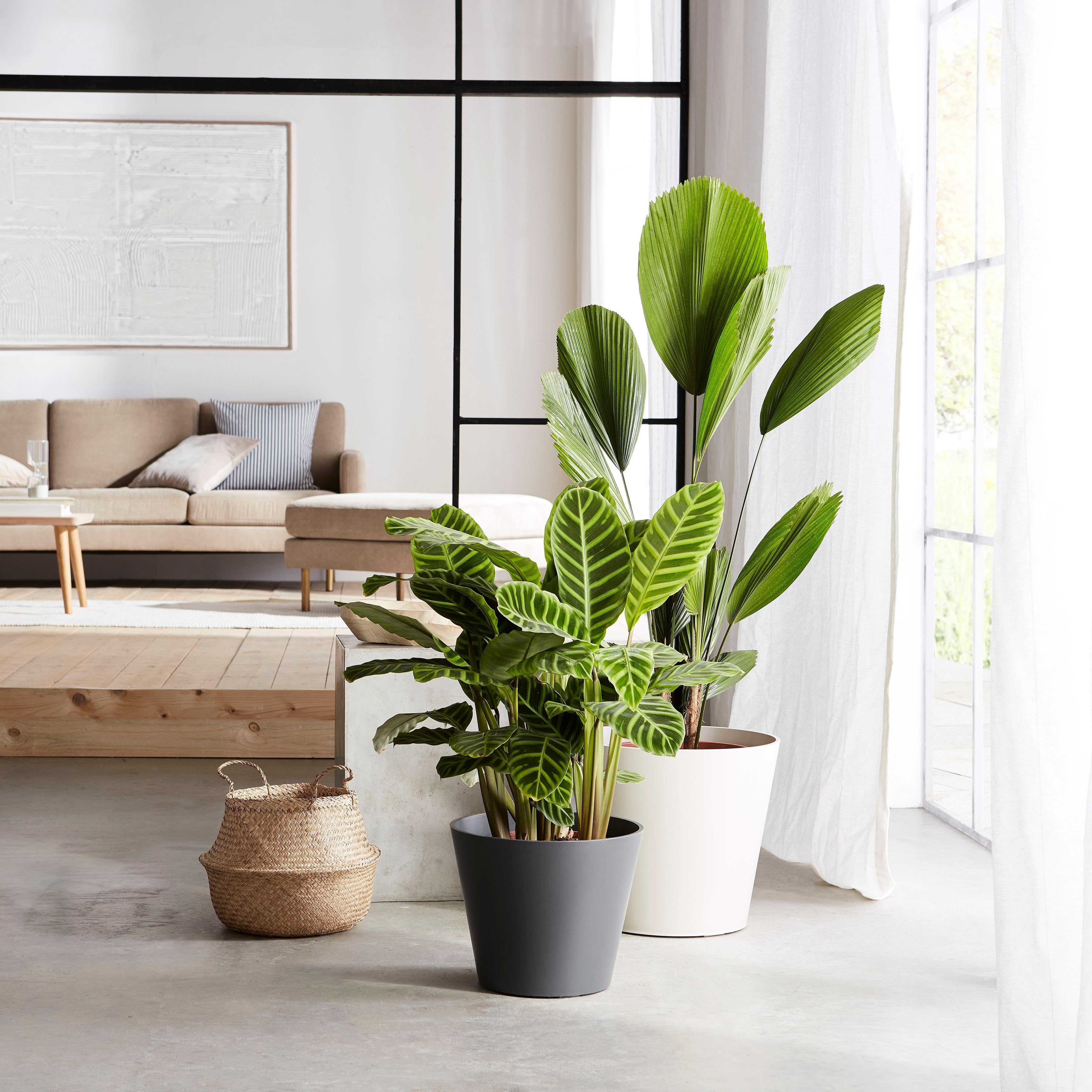 Scheurich Blumentopf 40/226 günstig online kaufen