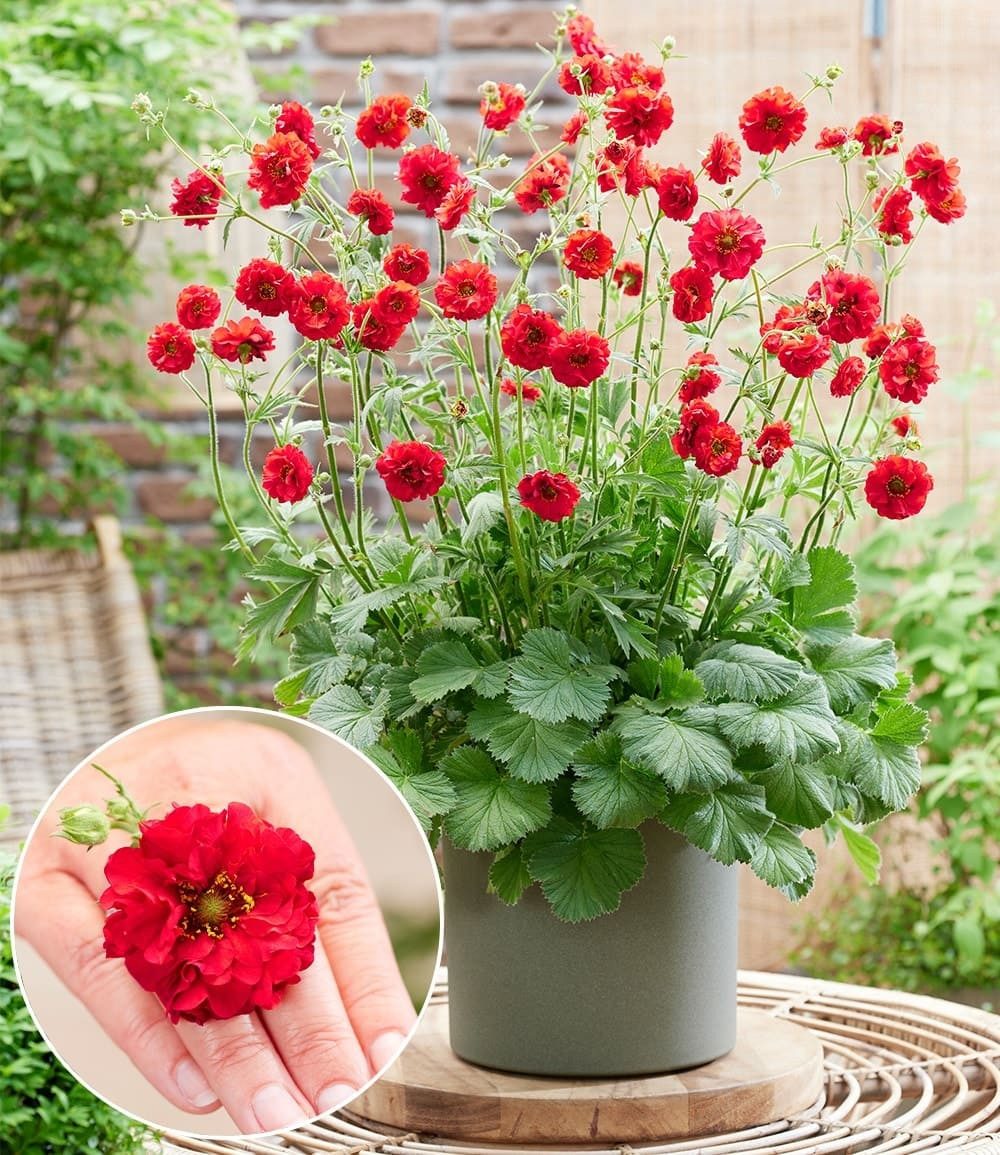 BALDUR Garten Staude Geum 'Firestarter®', 3 St., Blühstauden,winterhart, mehrjährig, pflegeleicht