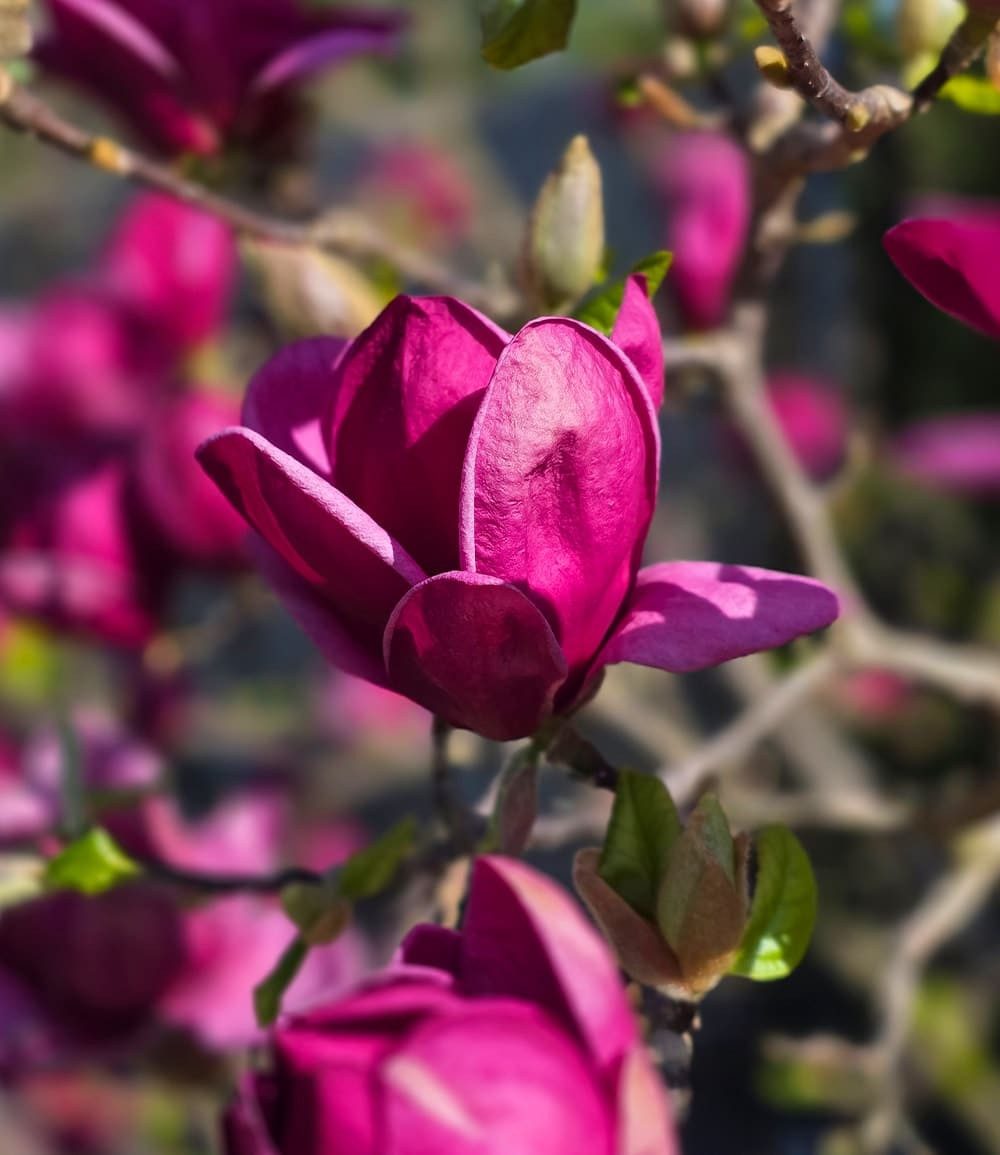 BALDUR Garten Zierstrauch Magnolie 'Genie®', 1 St., Magnolia, winterhart, mehrjährig, pflegeleicht
