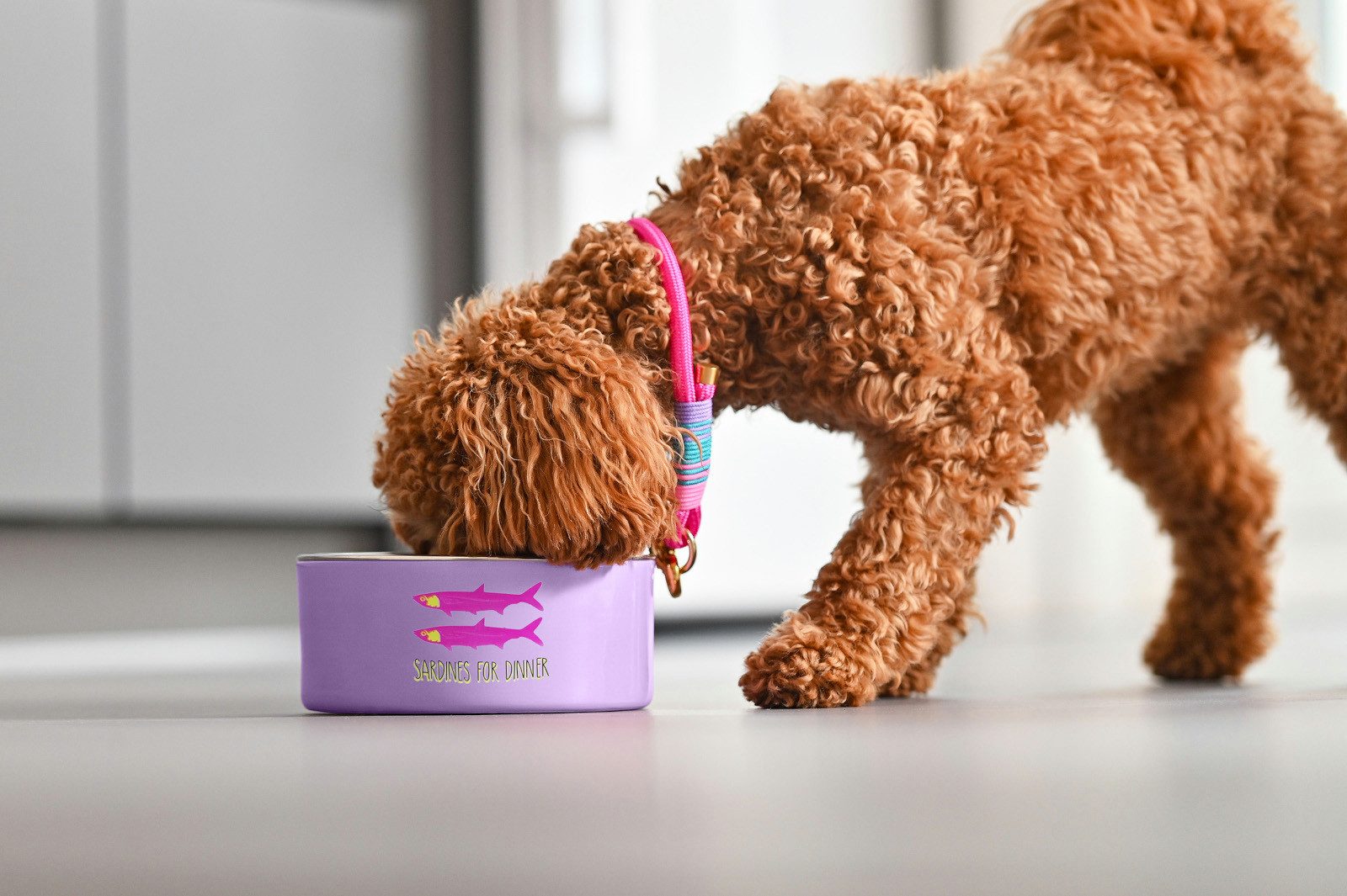 Giftcompany Futternapf Love Pets Futternapf S Hot dog social club grün 17cm