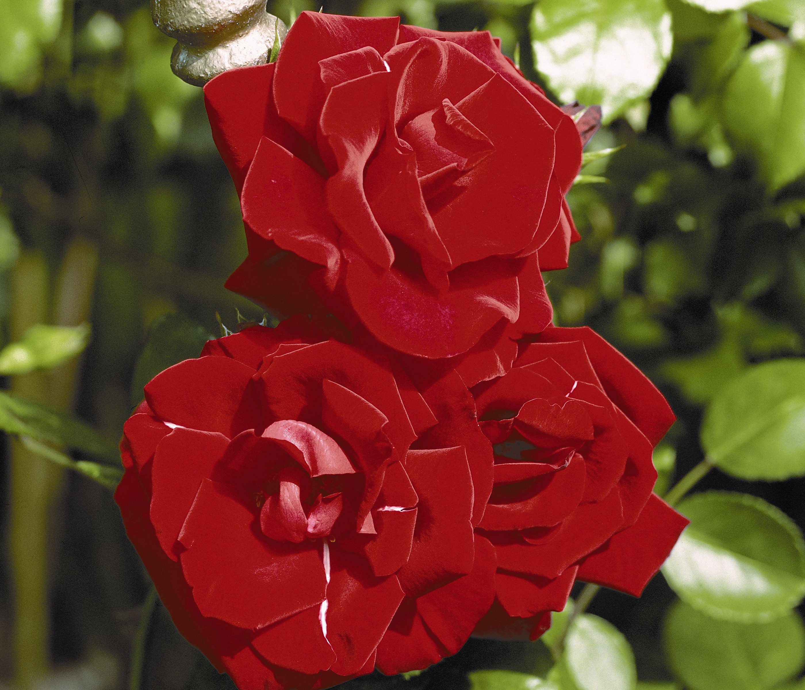 Dehner Rose Kletterrose Santana®, rote Blüten, gefüllt/duftend, Blüten gefüllt und duftend, Züchter Tantau
