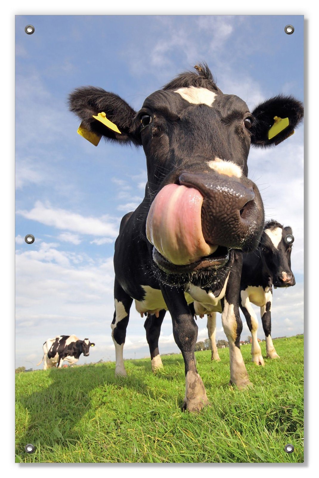 Sonnenschutz Lustige Kuh auf der Weide mit herausgestreckter Zunge,  Wallario, blickdicht, mit Saugnäpfen, wiederablösbar und wiederverwendbar