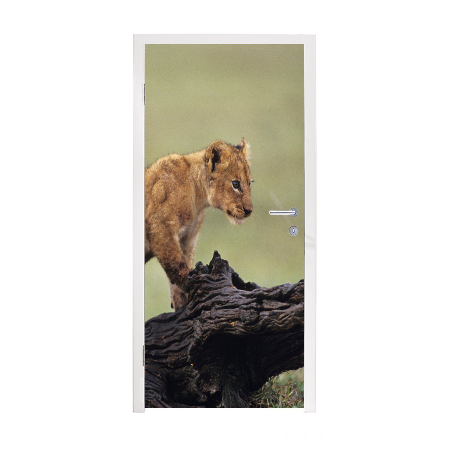 MuchoWow Türtapete Löwe - Rüssel - Junge, Matt, bedruckt, (1 St), Fototapete für Tür, Türaufkleber, 75x205 cm