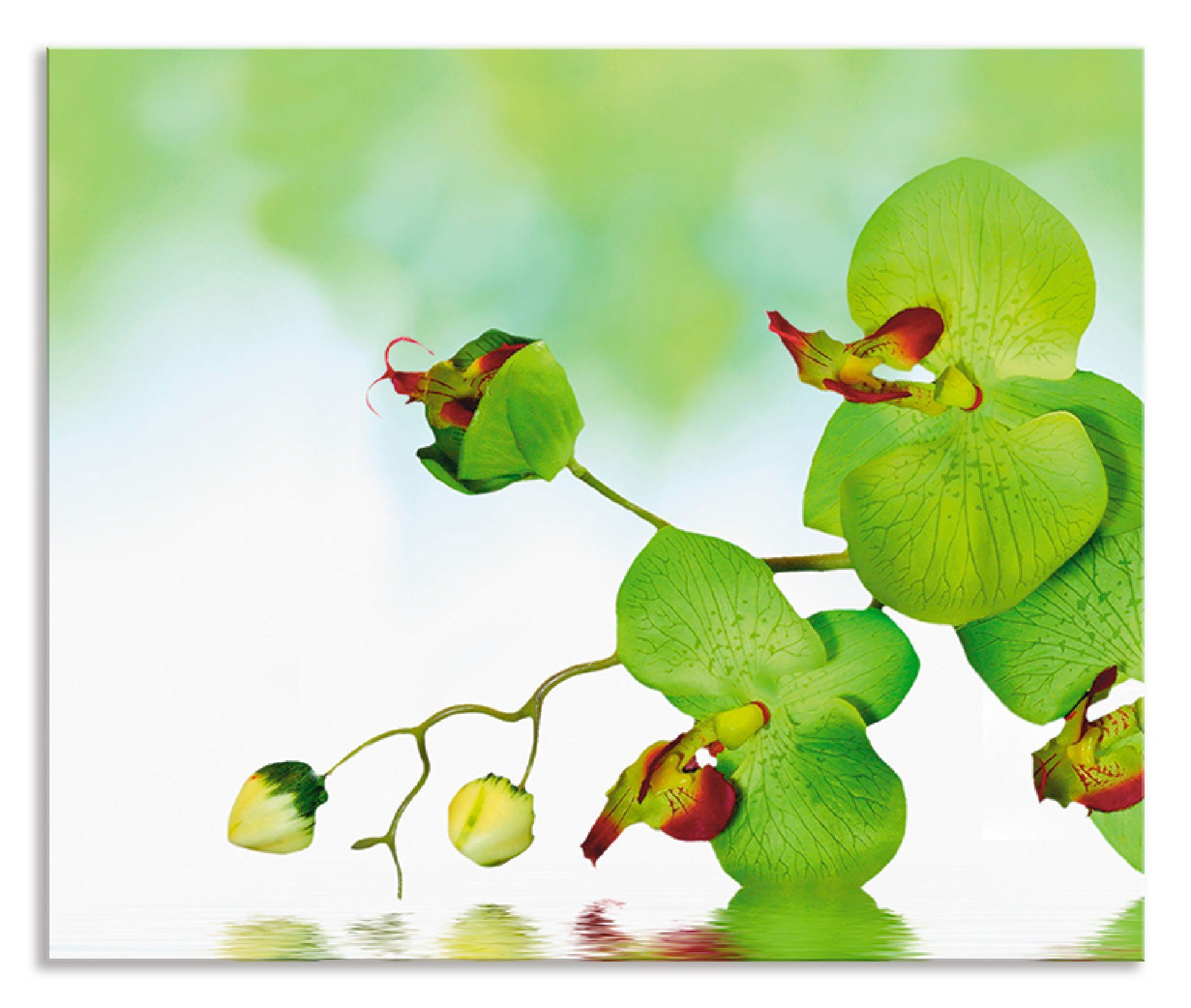 Artland Küchenrückwand Schöne Orchidee mit grünem Hintergrund, (1-tlg), Alu Spritzschutz mit Klebeband, einfache Montage