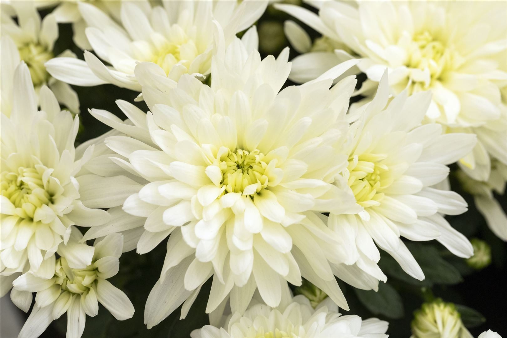 Pflanzen für Dich Staude Chrysanthemum hort. Larry, 1 St., Chrysantheme