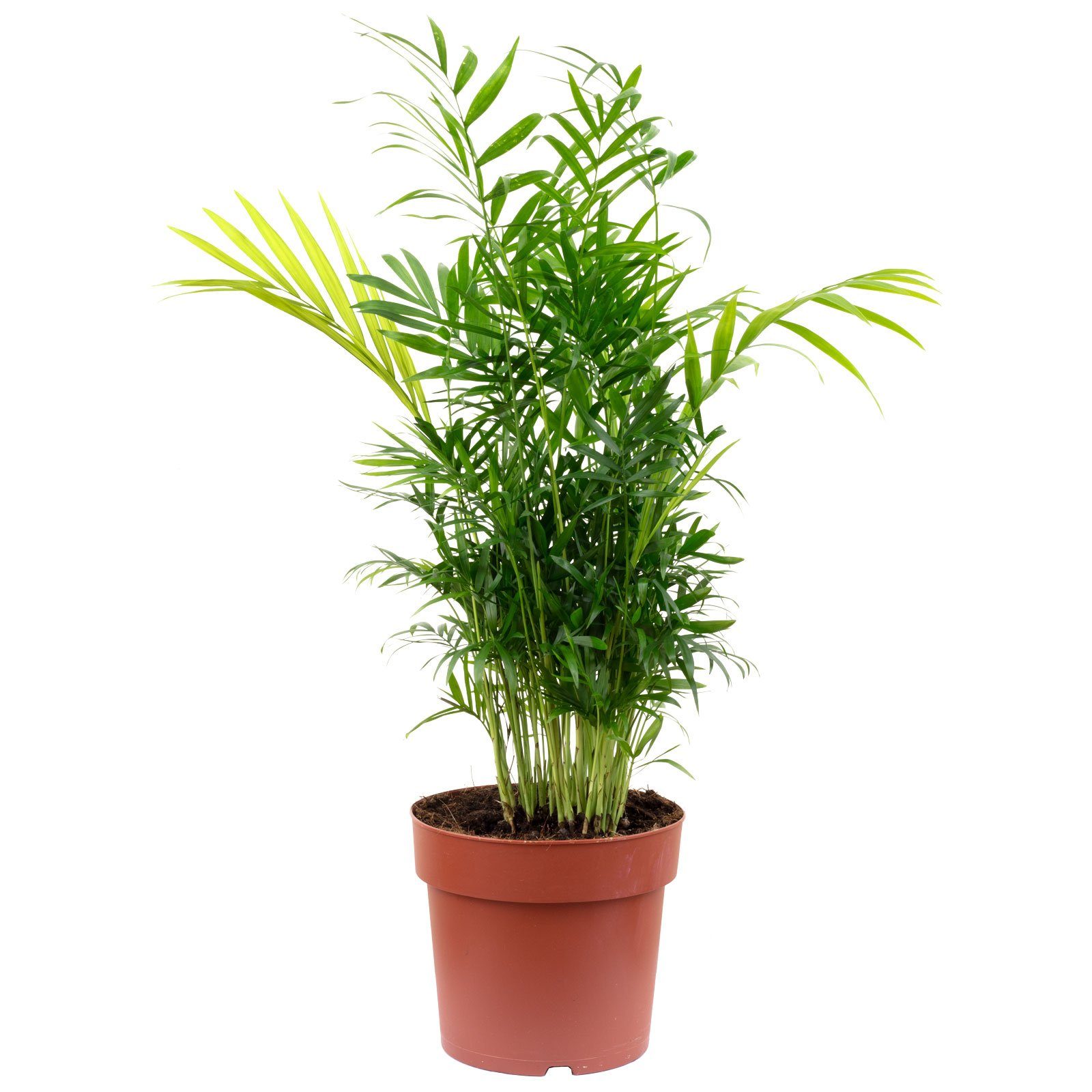 Flowerbox Zimmerpflanze Bergpalme - Chamaedorea elegans, - Höhe ca. 55 cm, Topf-Ø 17 cm. € 21,79