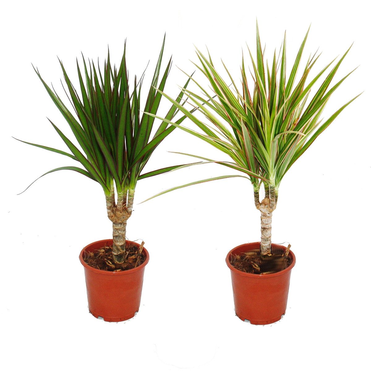 Exotenherz Zimmerpflanze Set 2 Drachenbäumen Dracaena marginata - Dracaena günstig online kaufen