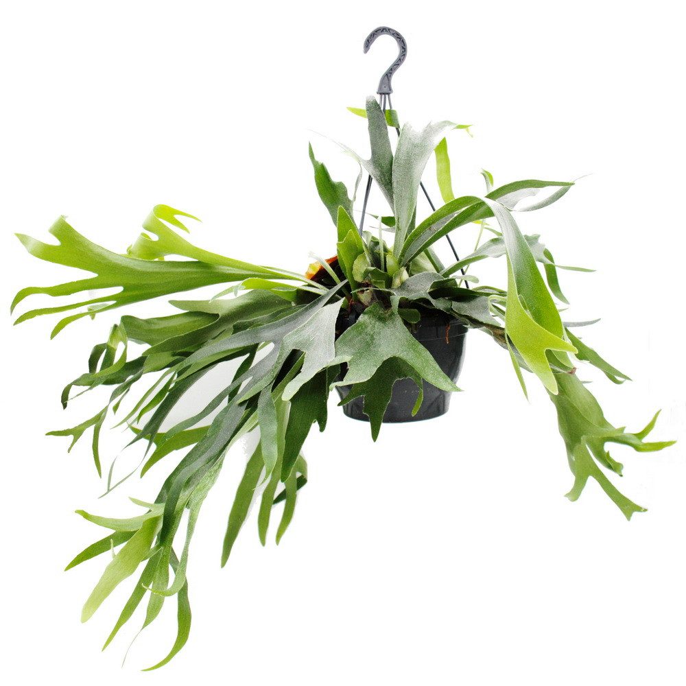 Exotenherz Zimmerpflanze Platycerium bifurcatum Geweihfarn Solitärpflanze i günstig online kaufen