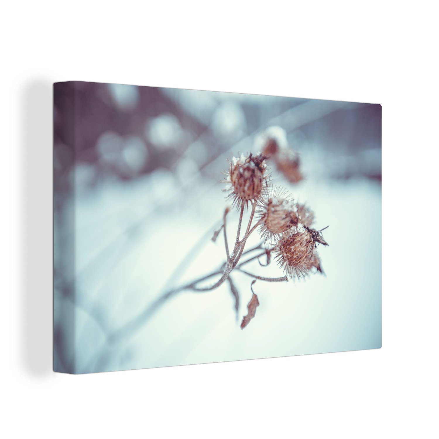 OneMillionCanvasses® Leinwandbild Pflanzen - Winter - günstig online kaufen