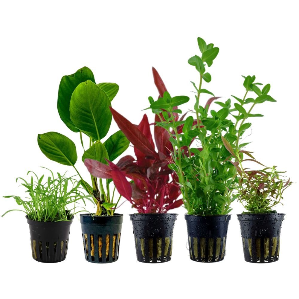 Aquaone Wasserpflanze Pflanzen Set mit 5 Einsteiger Wasserpflanzen Nr.105 günstig online kaufen