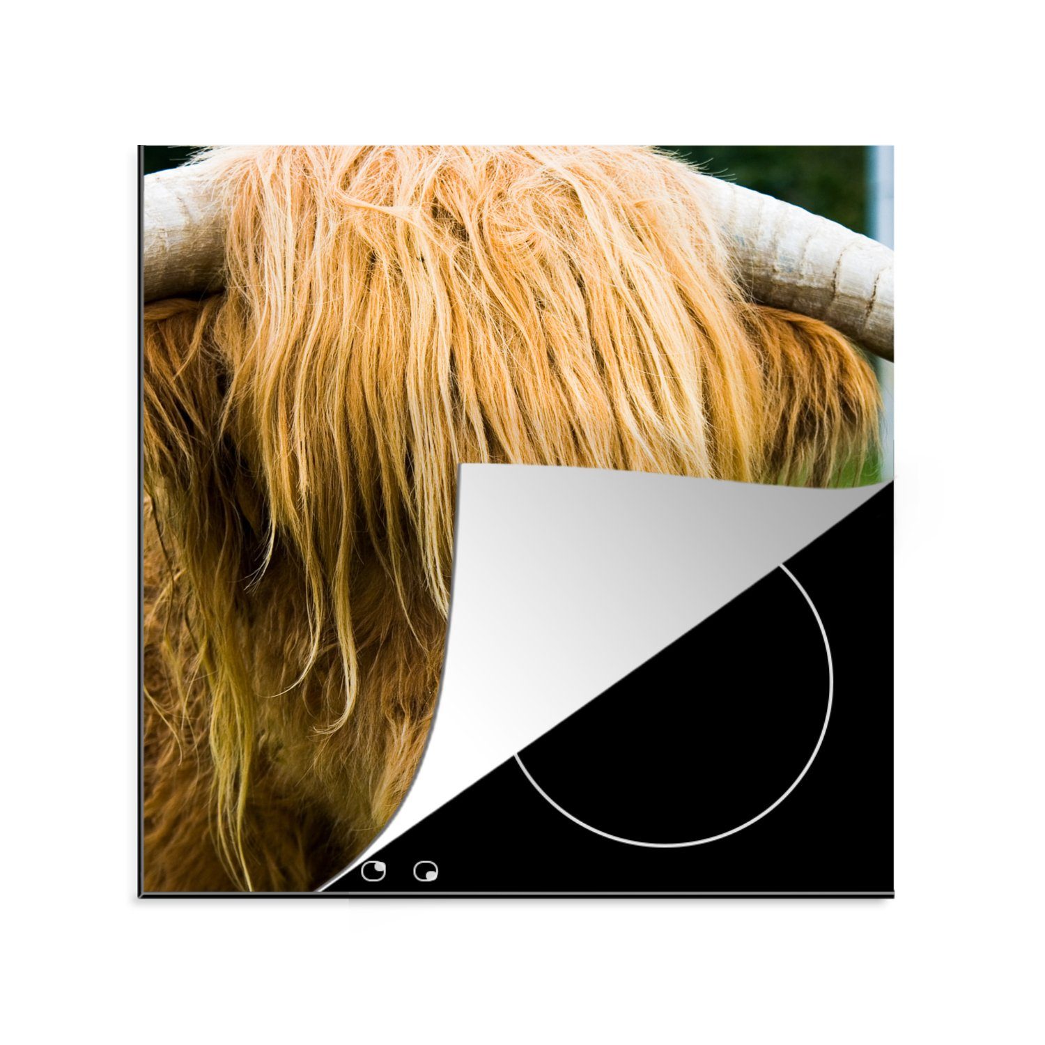 MuchoWow Herdblende-/Abdeckplatte Schottischer Highlander - Gras - Fell - Tiere - Kuh, Vinyl, (1 tlg), 78x78 cm, Ceranfeldabdeckung, Arbeitsplatte für küche