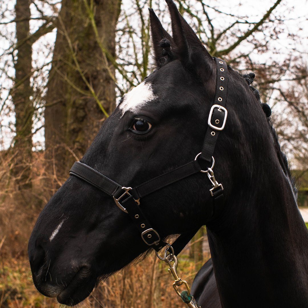 Pferdelinis Halfter Pferde Halfter Full, Cob, Kaltblut, Pony, verstellbare Dornschnallen, zweifach verstellbar