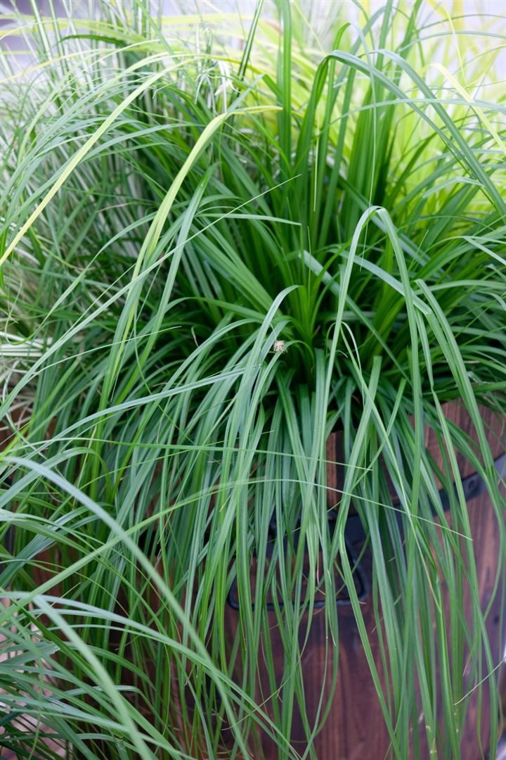 Pflanzen für Dich Gräser Carex morrowii Irish Green, 1 St., Japan-Segge, Morrow-Segge, immergrün, horstbildend
