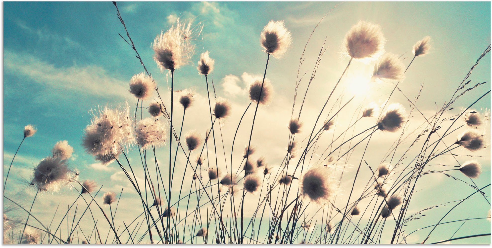 Artland Wandbild Wollgras, Gräser (1 St), als Alubild, Leinwandbild in verschied. Größen