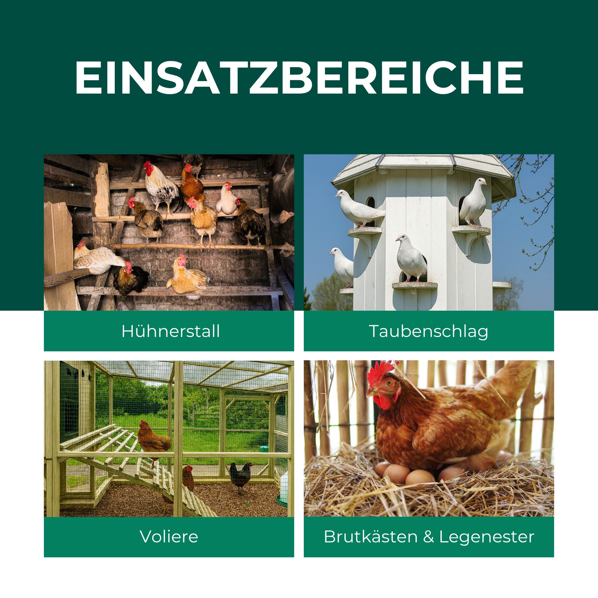 Silberkraft Insektenvernichter Raubmilben gegen Rote Vogelmilben, Parasitenabwehr, Hühnerstall, Taubenschlag & Voliere – Bild 4 von 5