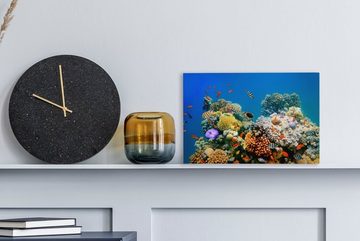 OneMillionCanvasses® Leinwandbild Tropisch - Fische - Korallen, (1 St), Wandbild Leinwandbilder, Aufhängefertig, Wanddeko, 30x20 cm