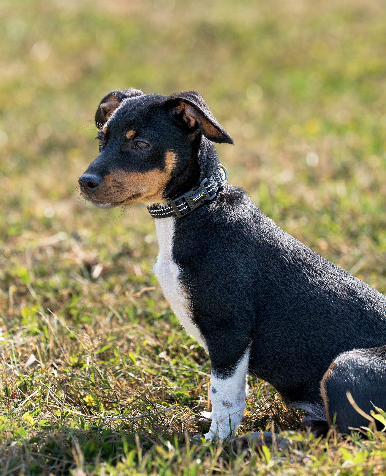 lionto Hunde-Halsband reflektierend, verstellbare Länge 20-30 cm XS schwarz, Nylon, Neopren, reflektierend & angenehm gepolstert