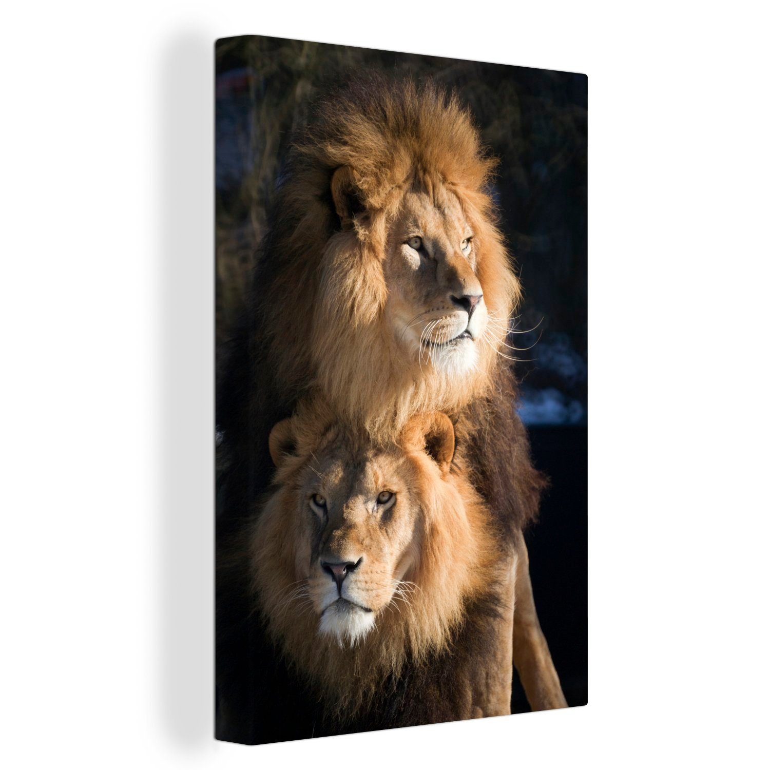 Leinwandbild Wilde - St), OneMillionCanvasses® fertig - 20x30 Löwen Jagd cm inkl. (1 Gemälde, Zackenaufhänger, Leinwandbild Tiere, bespannt