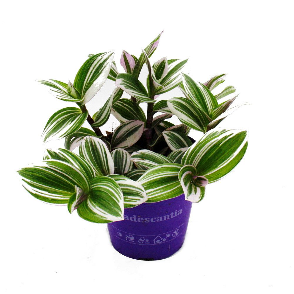 Exotenherz Zimmerpflanze Dreimasterblume Tradescantia White pflegeleichte 12m Topf weiss