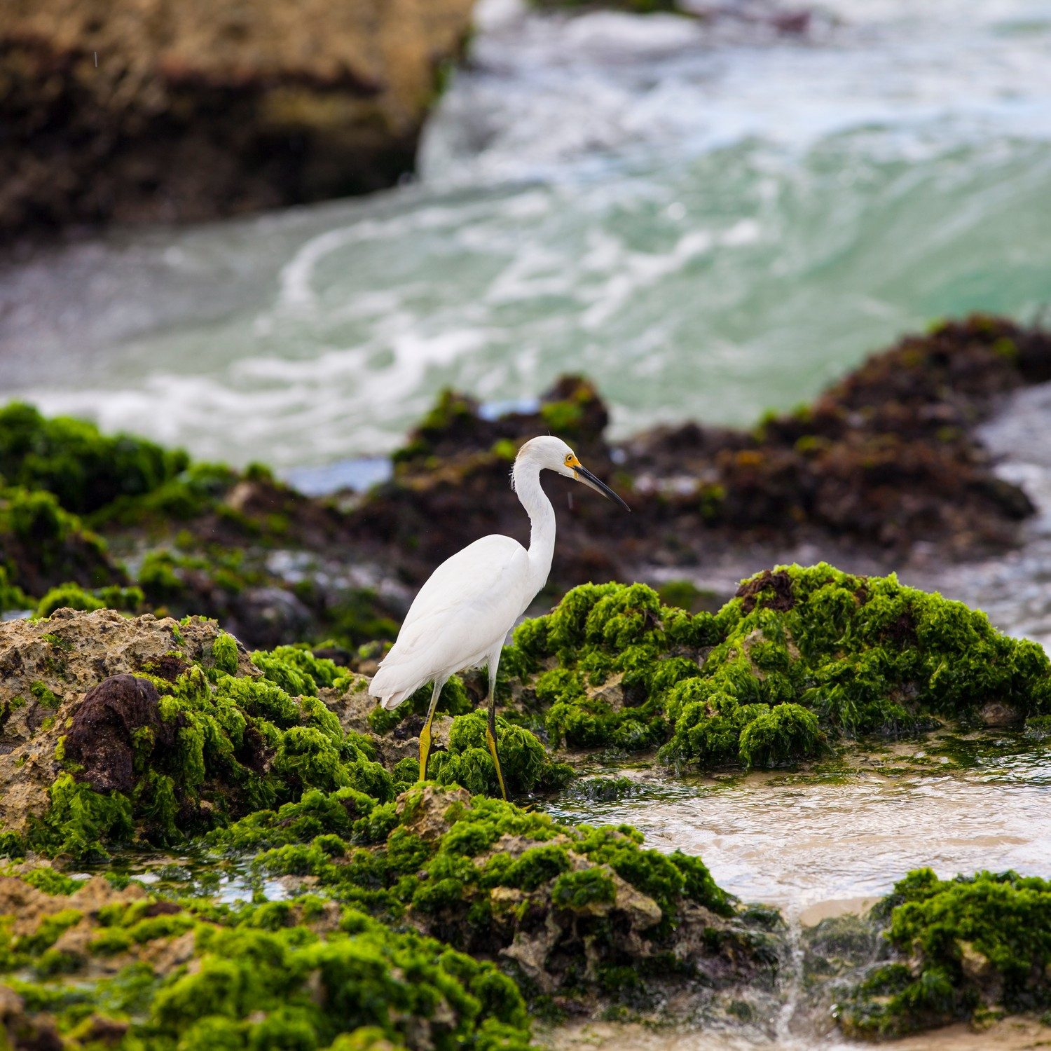 Wallario Möbelfolie Reiher an der Küste