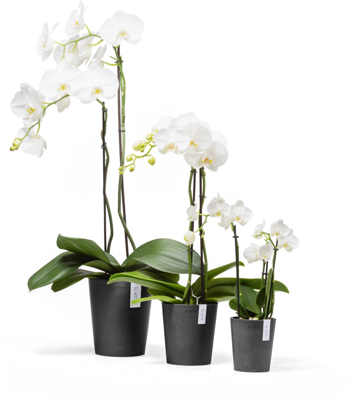 ECOPOTS Blumentopf Morinda Orchidee 11 Dunkelgrau, für den Innenbereich günstig online kaufen