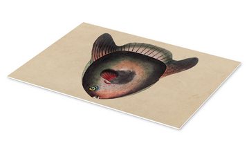 Posterlounge Forex-Bild Frederick Polydor Nodder, Mondfisch, Mola Mola, Badezimmer Maritim Illustration