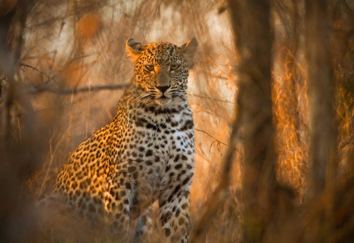 Fototapete Leopard in Wald