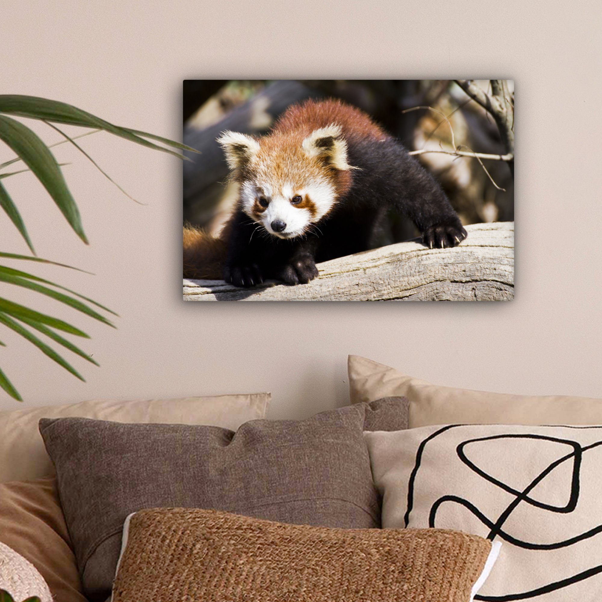 (1 Leinwandbild Wandbild Wanddeko, Tier, Roter Leinwandbilder, OneMillionCanvasses® cm - St), - Aufhängefertig, Panda 30x20 Rüssel
