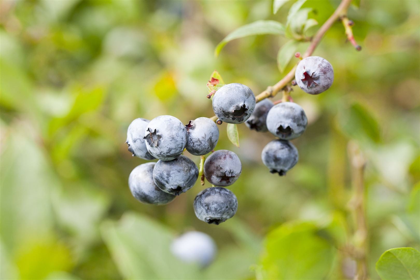 Pflanzen für Dich Obstpflanze Vaccinium corymbosum Toro, 1 St., Amerikanische Heidelbeere, Kulturheidelbeere, Blaubeere, großfrüchtig, ertragreich