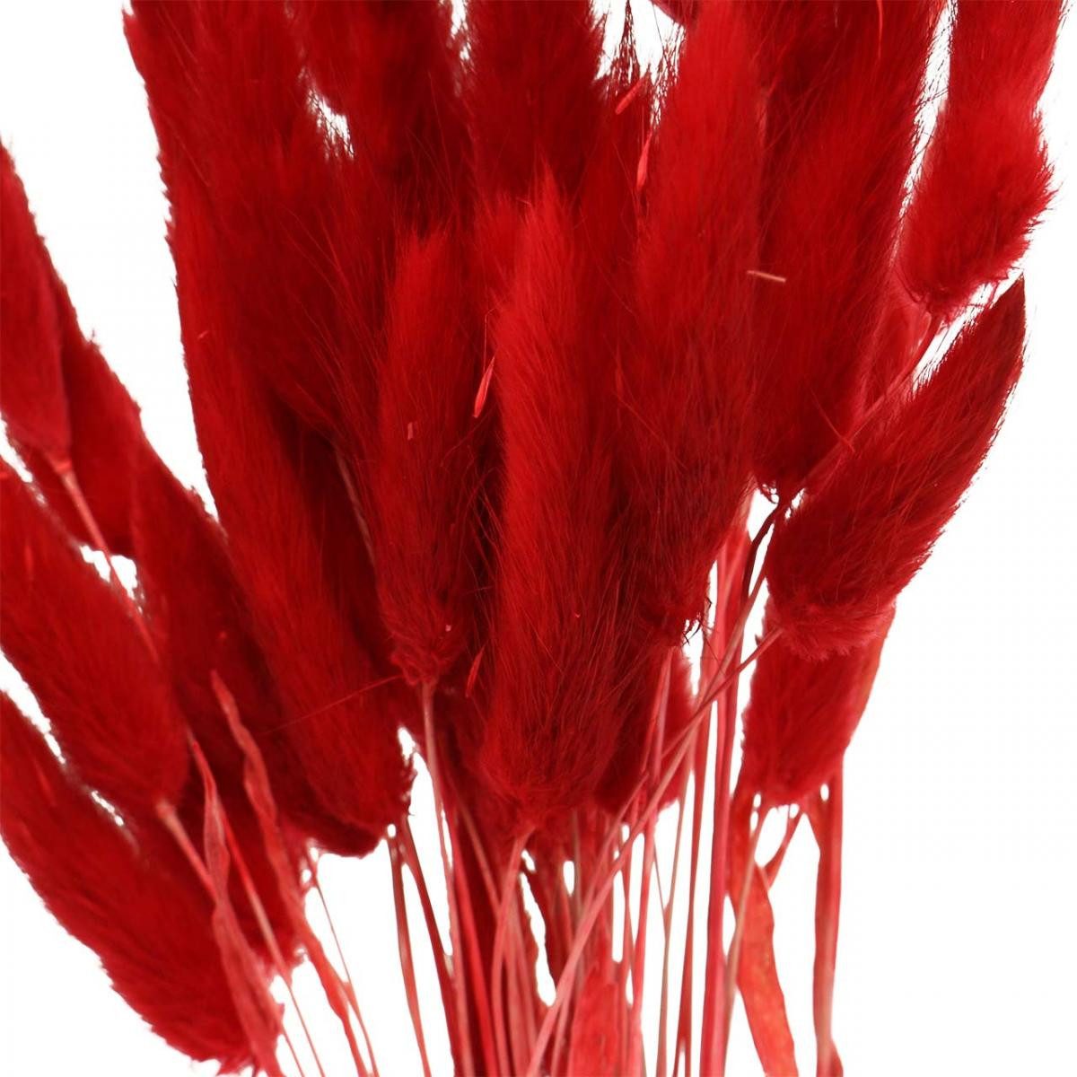 Trockenblume Dekoratives Trocken-Gras für Floristik und Raumgestaltung, Florists Products, Höhe 50 cm