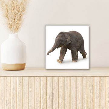 OneMillionCanvasses® Leinwandbild Kleiner Elefant auf weißem Hintergrund, (1 St), Leinwand Bilder für Wohnzimmer Schlafzimmer, 20x20 cm