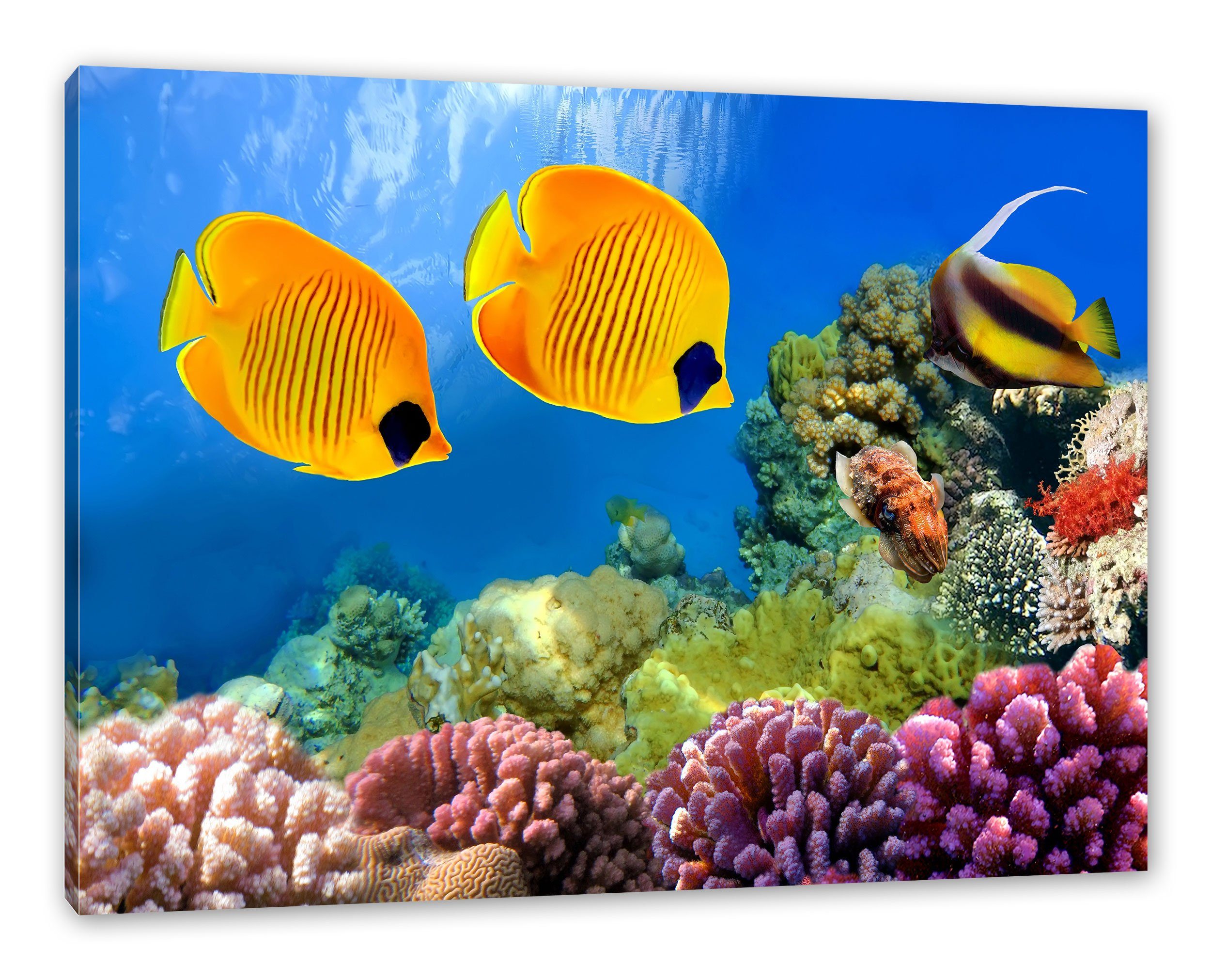 Pixxprint Leinwandbild Fische Korallenriff, Fische Korallenriff (1 St), Leinwandbild fertig bespannt, inkl. Zackenaufhänger