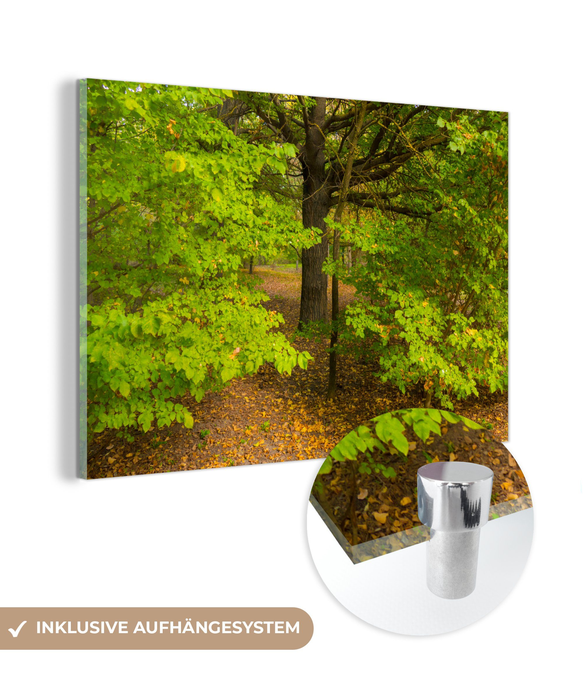 MuchoWow Acrylglasbild Ulmenwald im Herbst, (1 St), Acrylglasbilder Wohnzimmer & Schlafzimmer | Bilder