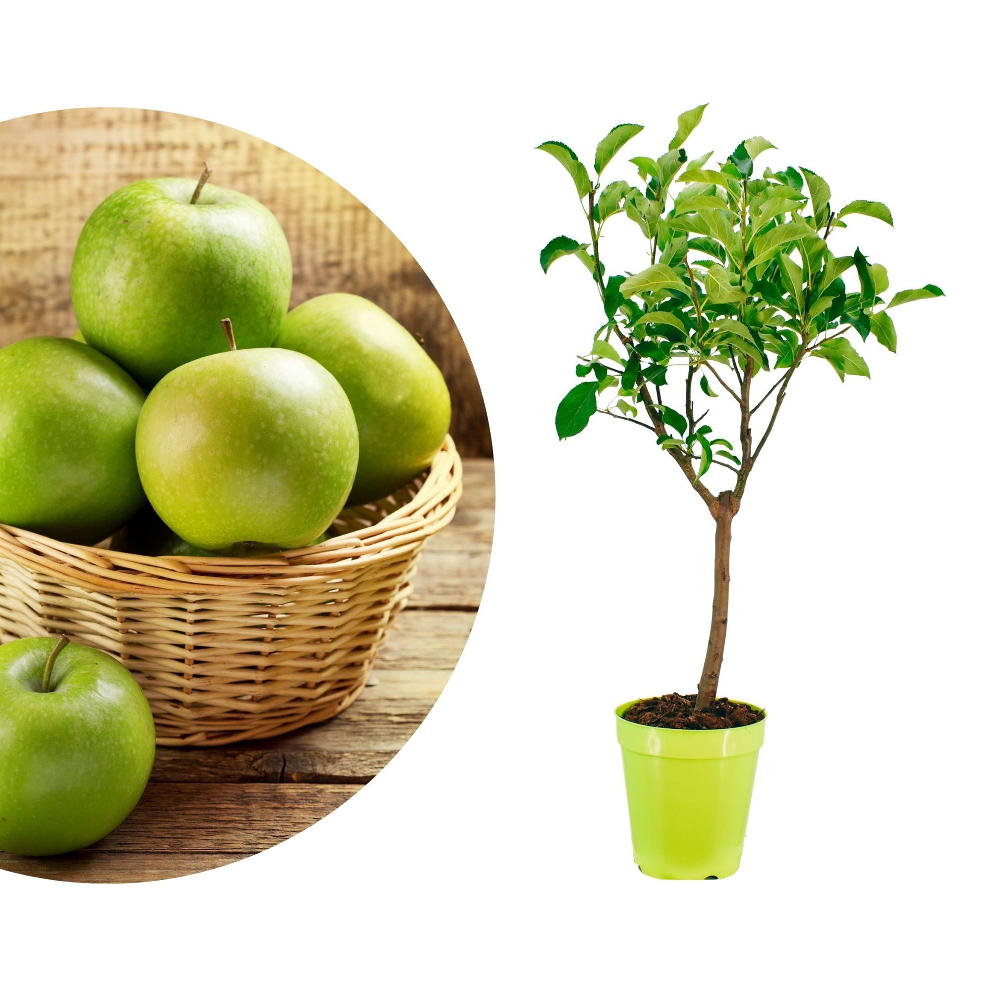 Meine Orangerie Obstpflanze Zwergobst Stämmchen - diverse Sorten, mehrjähriger Obstbaum, winterhartes Zwergobstbäumchen für Garten, Balkon oder Terrasse