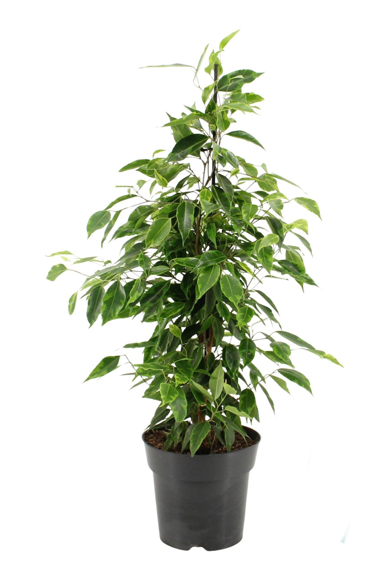 meinvipshop Zimmerpflanze Zimmerpflanze Ficus benjamina 70 cm XXL