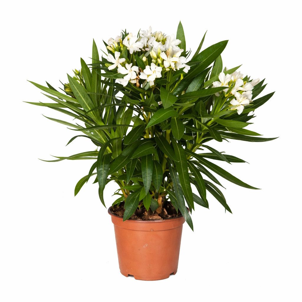bio dünger für zimmerpflanzen Langzeitdünger für Zimmerpflanzen main image 1