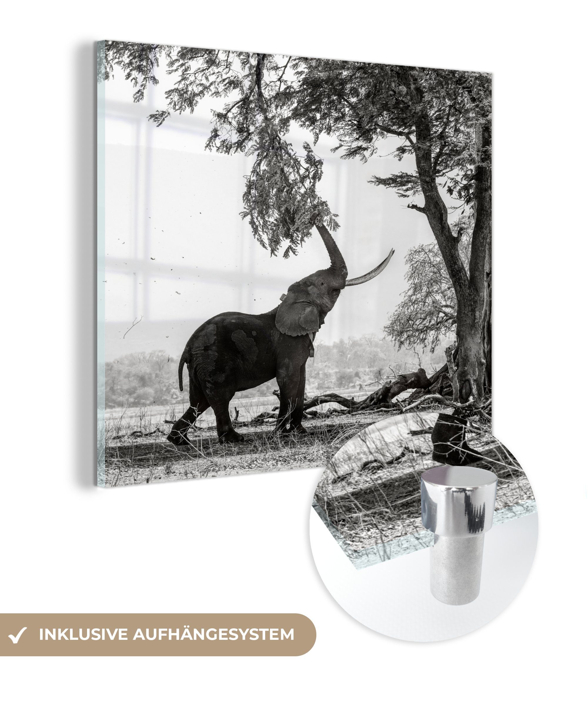 MuchoWow Acrylglasbild Elefant - Baum - Tiere - Schwarz und weiß, (1 St), Glasbilder - Bilder auf Glas Wandbild - Foto auf Glas - Wanddekoration